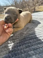 Amazin Malinois, a male Belgian Malinois for sale in Stockton, MO – Photo 1 of 2