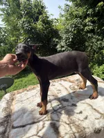 Black Euro fem, a female Doberman Pinscher for sale in Stockton, MO – 2 of 10