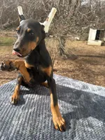Lrg Euro fem., a female Doberman Pinscher for sale in Stockton, MO – Photo 2 of 10