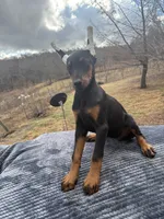 Lrg Euro fem., a female Doberman Pinscher for sale in Stockton, MO – Photo 1 of 10