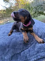 Lrg Euro fem., a female Doberman Pinscher for sale in Stockton, MO – Photo 3 of 10