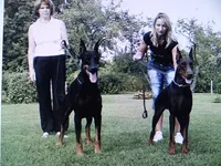 Black Euro fem, a female Doberman Pinscher for sale in Stockton, MO – 7 of 10