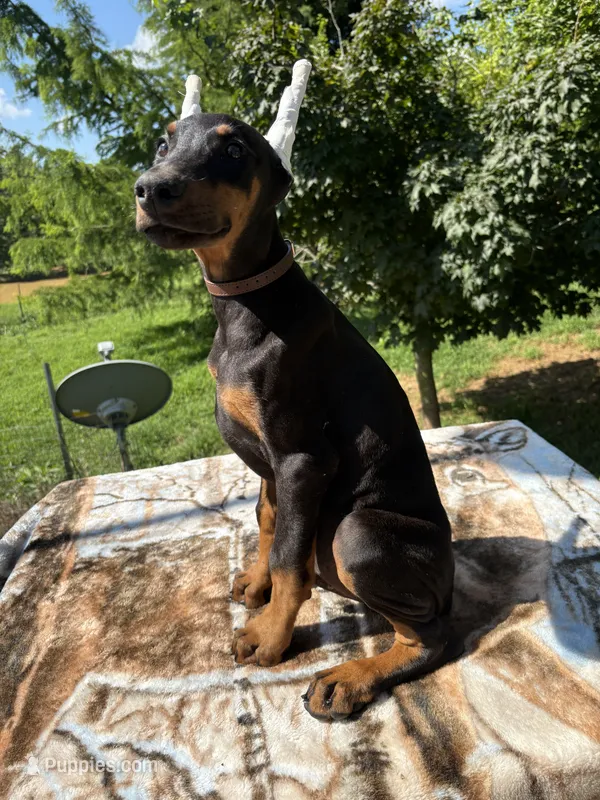 XXl Black Euro Male – Doberman Pinscher puppy for sale in Stockton, MO