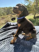 XXLrg Euro male[spoken4], a male Doberman Pinscher for sale in Stockton, MO – Photo 2 of 10