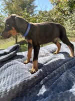 XXLrg Euro male[spoken4], a male Doberman Pinscher for sale in Stockton, MO – Photo 3 of 10