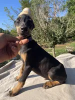Euro XXlrg Ch. Male, a male Doberman Pinscher for sale in Stockton, MO – Photo 1 of 8