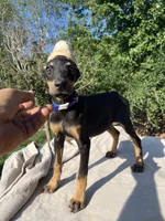 Euro XXlrg Ch. Male, a male Doberman Pinscher for sale in Stockton, MO – Photo 2 of 8