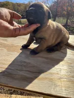 AKC Amazing malinios, a male Belgian Malinois for sale in Stockton, MO – Photo 3 of 6