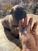 AKC Amazing malinios, a male Belgian Malinois for sale in Stockton, MO – Photo 2 of 6