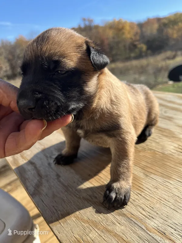 AKC Amazing malinios