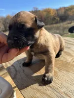 AKC Amazing malinios, a male Belgian Malinois for sale in Stockton, MO – Photo 1 of 6