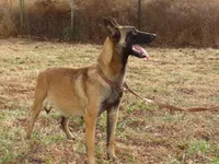 AKC Amazing malinios, a male Belgian Malinois for sale in Stockton, MO – Photo 6 of 6