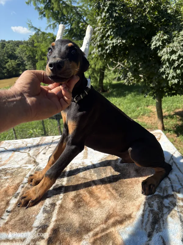 Black Euro male – Doberman Pinscher puppy for sale in Stockton, MO