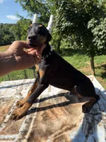 Black Euro male, a male Doberman Pinscher for sale in Stockton, MO – 1 of 10
