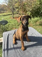 AKC Malinois/Doberman, a female Belgian Malinois for sale in Stockton, MO – 2 of 4