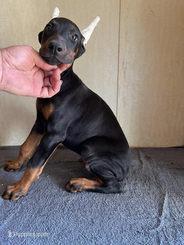 XXLG.Euro AKC cropped[hold]