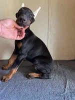 XXLG.Euro AKC cropped[hold], a male Doberman Pinscher for sale in Stockton, MO – Photo 1 of 8