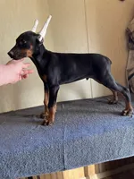 XXLG.Euro AKC cropped[hold], a male Doberman Pinscher for sale in Stockton, MO – Photo 2 of 8