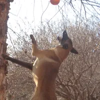 Stunning Malinois, a female Belgian Malinois for sale in Stockton, MO – Photo 5 of 8