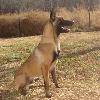 Stunning Malinois, a female Belgian Malinois for sale in Stockton, MO – Photo 2 of 8