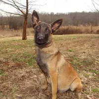 Stunning Malinois, a female Belgian Malinois for sale in Stockton, MO – Photo 7 of 8