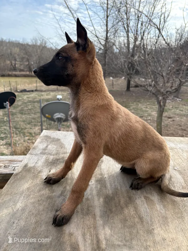 Stunning Malinois