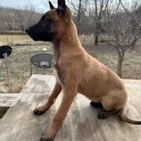Stunning Malinois, a female Belgian Malinois for sale in Stockton, MO – Photo 1 of 8