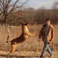 Stunning Malinois, a female Belgian Malinois for sale in Stockton, MO – Photo 3 of 8