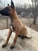 Stunning Malinois, a female Belgian Malinois for sale in Stockton, MO – Photo 8 of 8