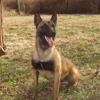 Stunning Malinois, a female Belgian Malinois for sale in Stockton, MO – Photo 4 of 8