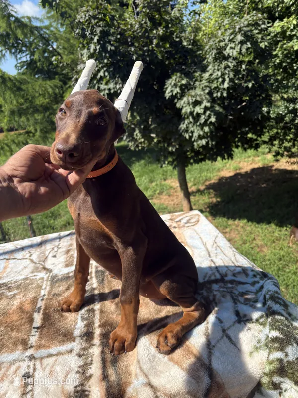 AKC Euro – Doberman Pinscher puppy for sale in Stockton, MO