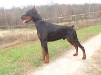 AKC Malinois/Doberman male, a male Belgian Malinois for sale in Stockton, MO – 3 of 4