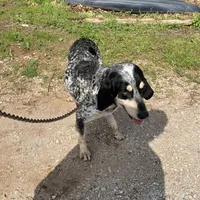 Pepper, a female Bluetick Coonhound and Labrador Retriever for sale in Stockton, MO – Photo 3 of 3