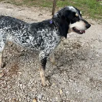 Pepper, a female Bluetick Coonhound and Labrador Retriever for sale in Stockton, MO – Photo 1 of 3
