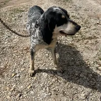 Pepper, a female Bluetick Coonhound and Labrador Retriever for sale in Stockton, MO – Photo 2 of 3