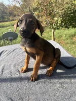AKC Mali/Doberman, a male Doberman Pinscher for sale in Stockton, MO – 3 of 5