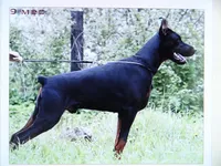 Red Euro fem., a female Doberman Pinscher for sale in Stockton, MO – 5 of 9