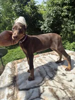 AKC Euro, a female Doberman Pinscher for sale in Stockton, MO – 2 of 8