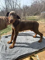 Red Euro/Last one., a female Doberman Pinscher for sale in Stockton, MO – Photo 2 of 10