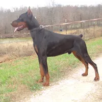 Red Euro/Last one., a female Doberman Pinscher for sale in Stockton, MO – Photo 3 of 10