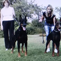 Red Euro/Last one., a female Doberman Pinscher for sale in Stockton, MO – Photo 10 of 10
