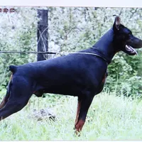Red Euro/Last one., a female Doberman Pinscher for sale in Stockton, MO – Photo 6 of 10
