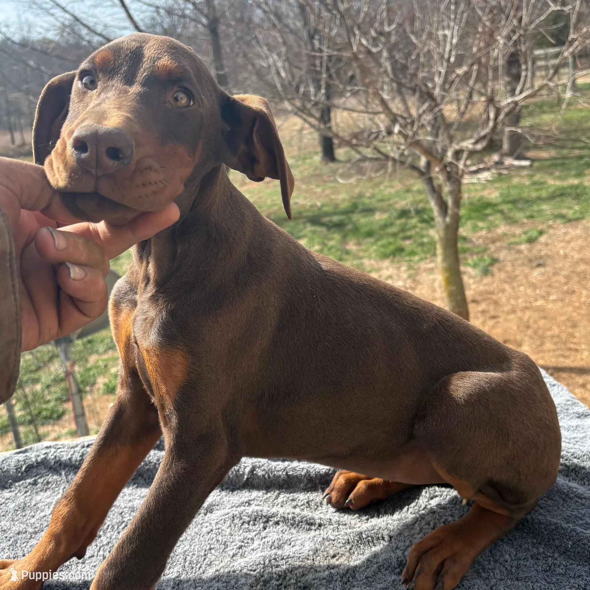 Red Euro/Last one. – Doberman Pinscher puppy for sale in Stockton, MO