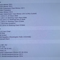 Red Euro/Last one., a female Doberman Pinscher for sale in Stockton, MO – Photo 7 of 10