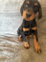 processed/611a310a-8e26-47a4-9128-96176d92a7cd/listing/ebf8233b-d256-4ee6-9f7b-d374ba4b484f/f8824e73-2c8d-4deb-9e6c-fdb763effc16