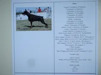AKC Euro, a female Doberman Pinscher for sale in Stockton, MO – 5 of 8