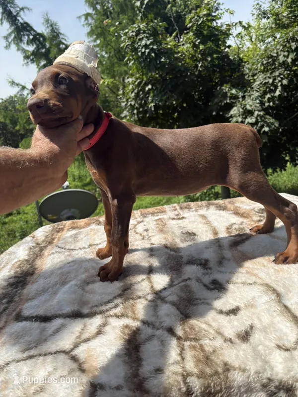 Red Euro fem. – Doberman Pinscher puppy for sale in Stockton, MO
