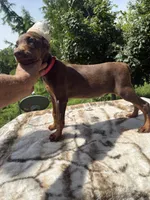 Red Euro fem., a female Doberman Pinscher for sale in Stockton, MO – 1 of 9