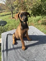 AKC doberman/Malinois, a female Doberman Pinscher for sale in Stockton, MO – 2 of 4