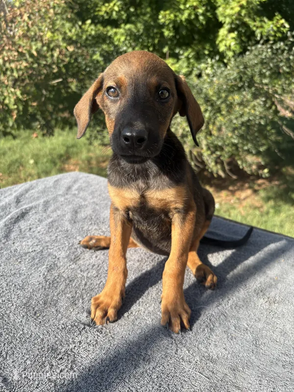 AKC Malinois/Doberman male – Belgian Malinois puppy for sale in Stockton, MO